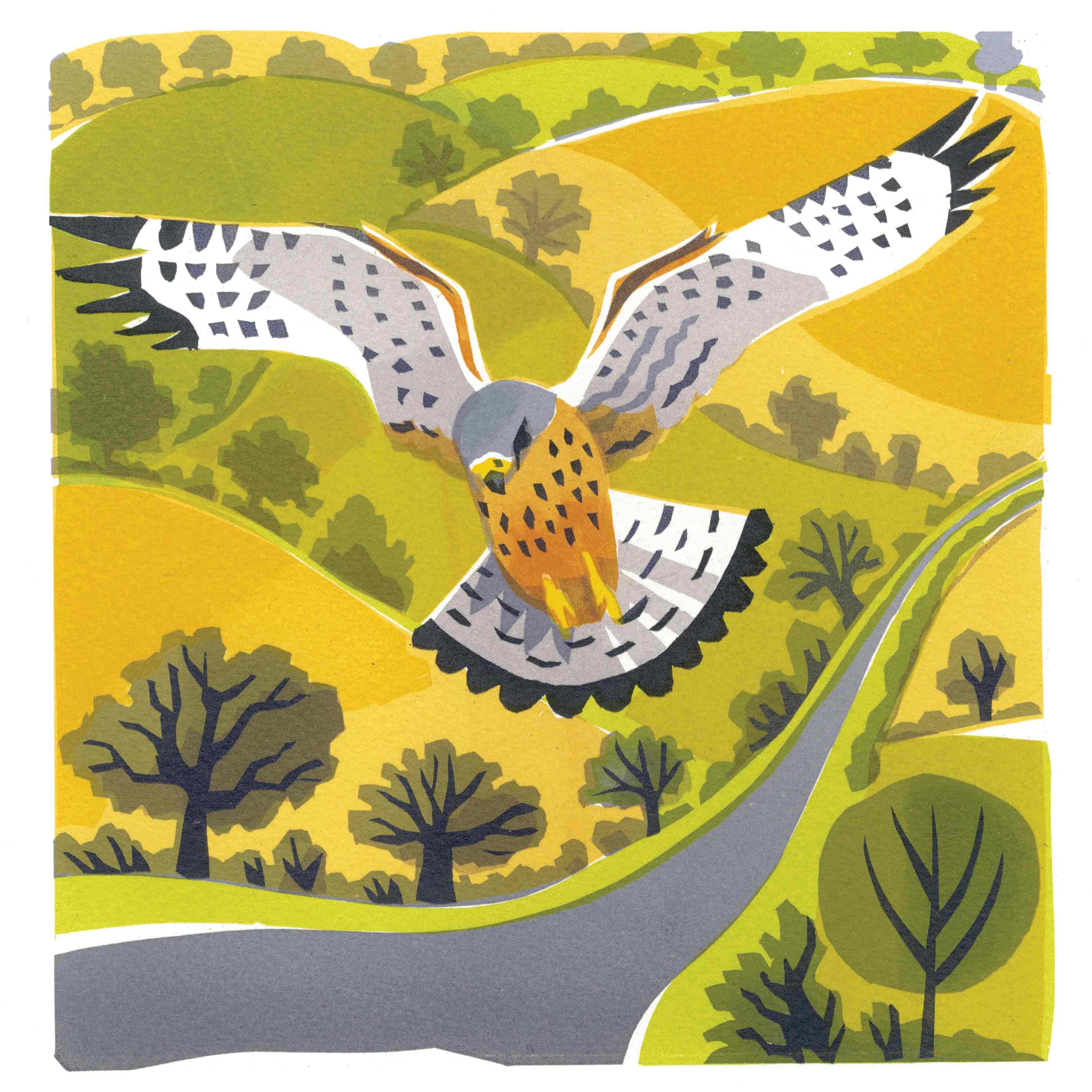 Art Greeting Card by Carry Akroyd, Windhover, Serigraph, Hovering kestrel 