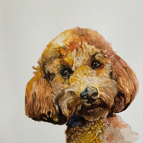 Watercolour painting of a brown Cockapoo dog.