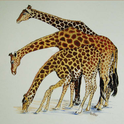 Fine Art Greeting Card, Watercolour, Three giraffes