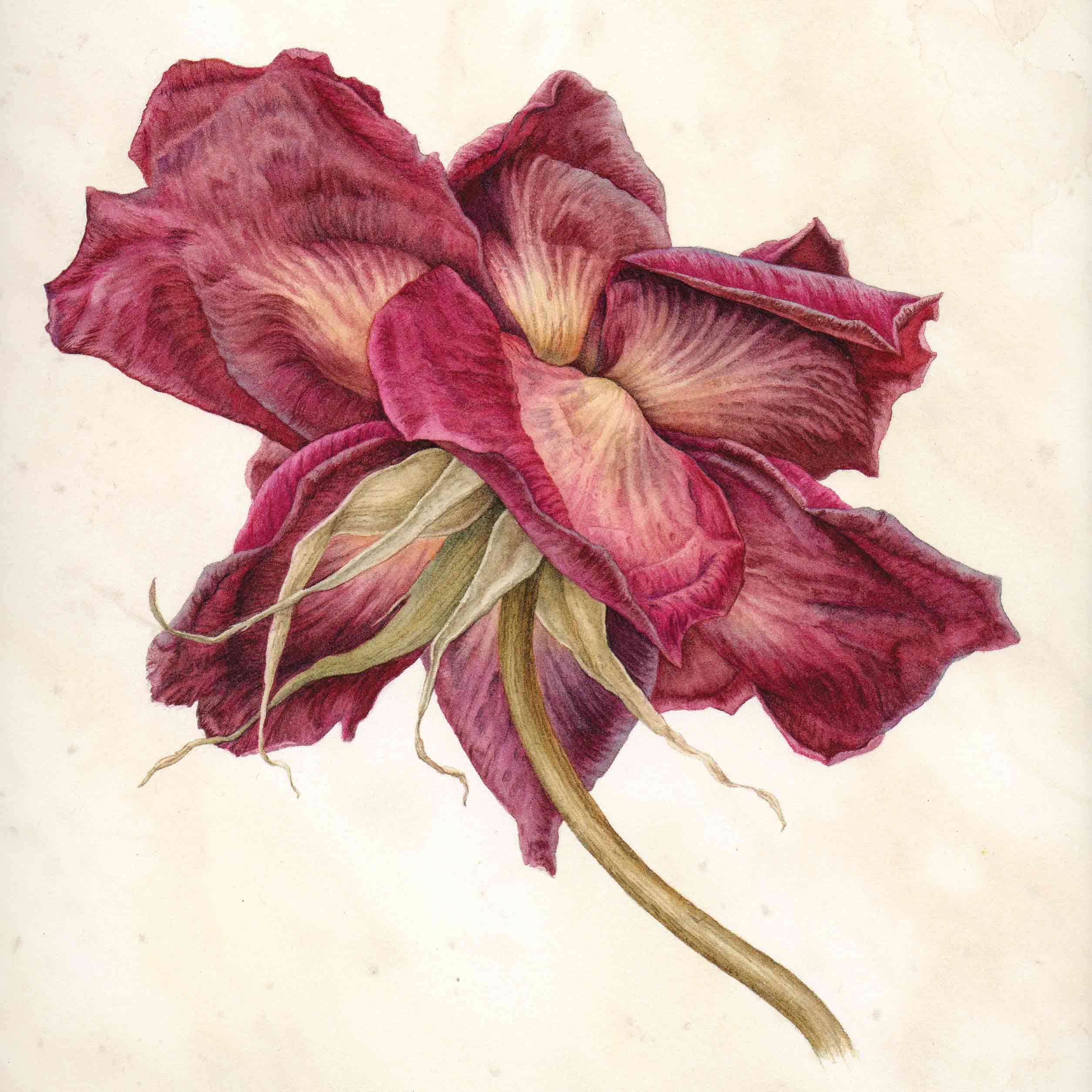 Art greeting card by Julia Trickey, The Last Rose, watercolour, close up of red rose