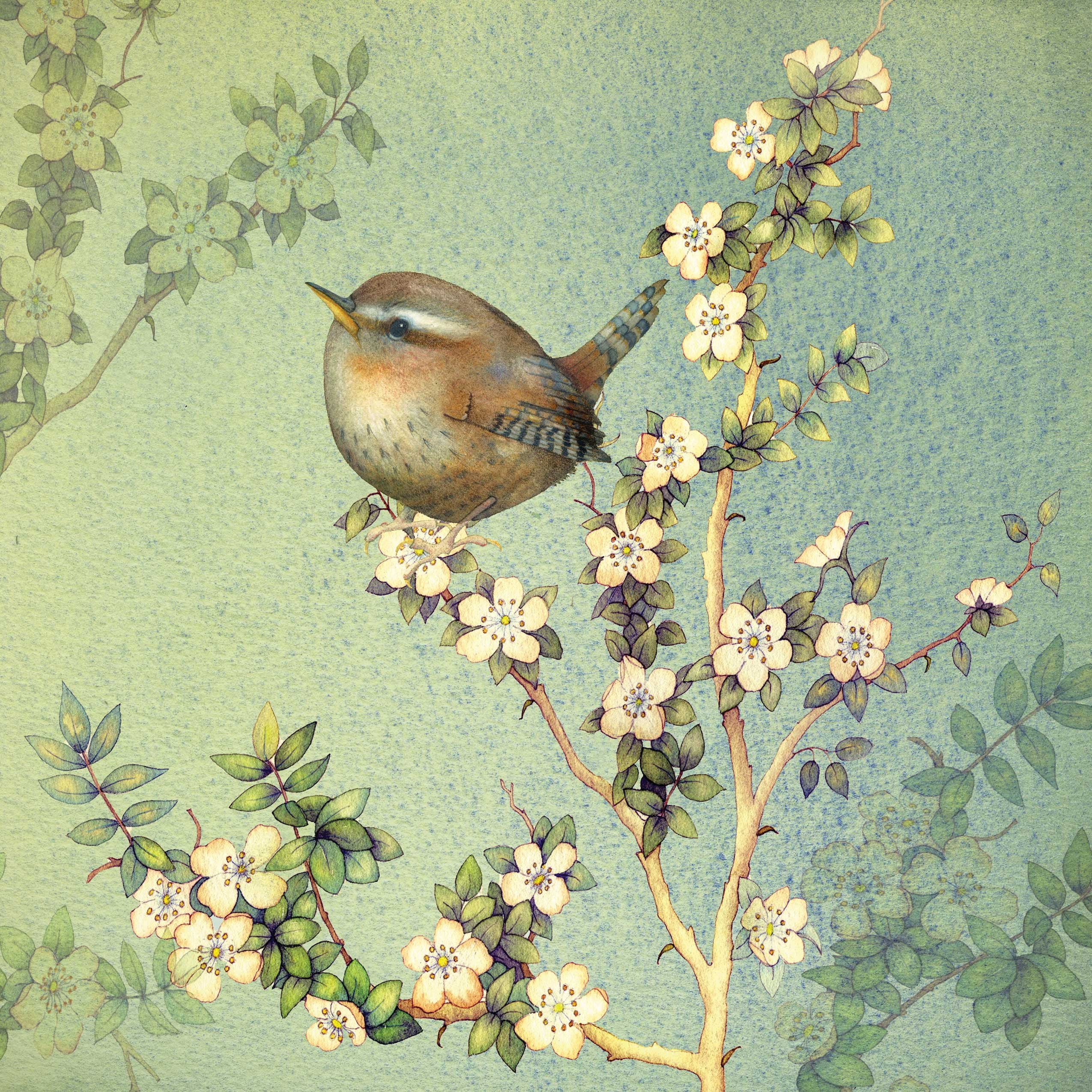 Tiny Wren by Kate Green, Art Greeting Card, Mixed Media, A tiny wren on blossom branch