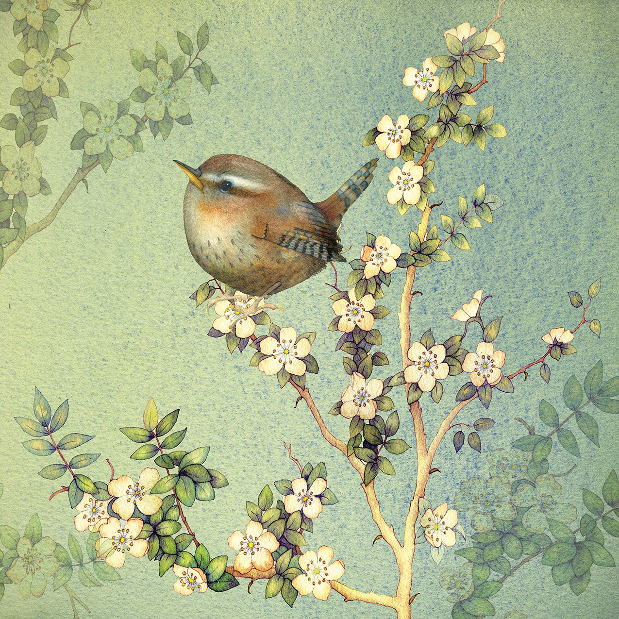 Tiny Wren -  1xNotecard Pack