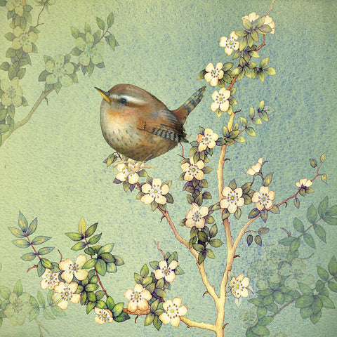Z_016 Tiny Wren -  1xNotecard Pack
