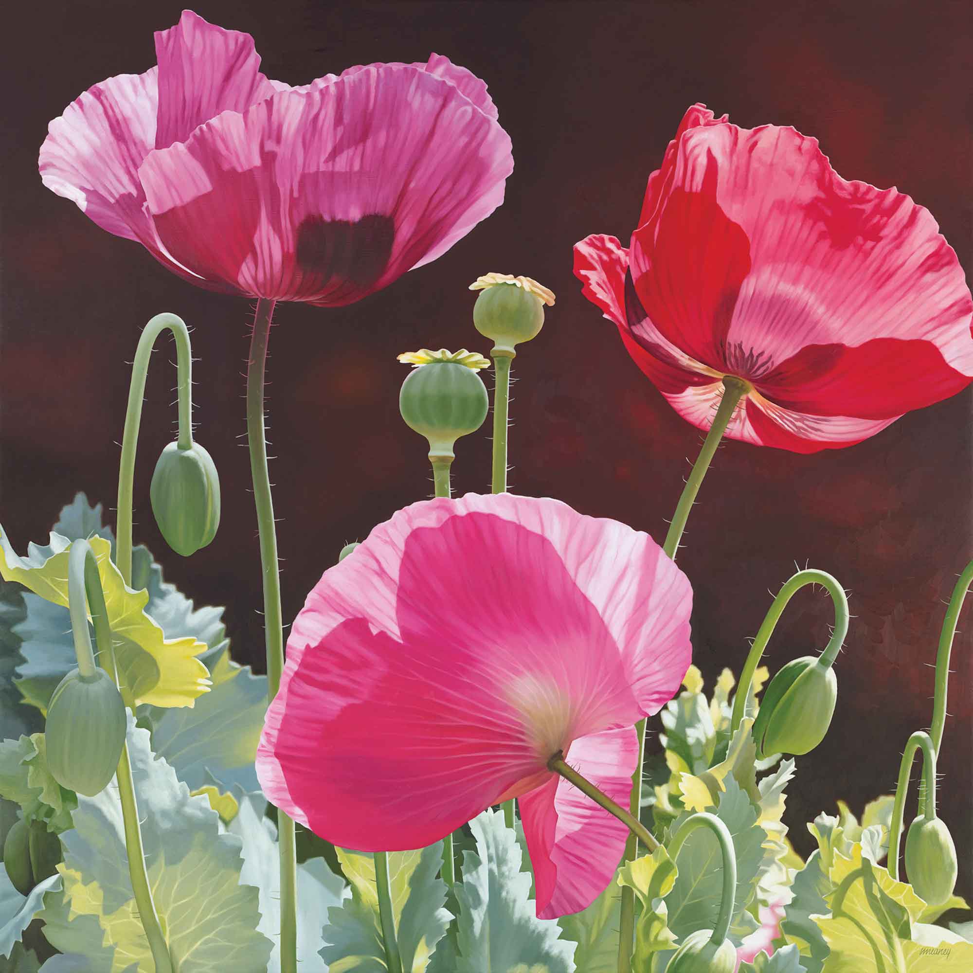 Poppy Garden by Linda Alexander, Fine Art Greeting Card, Oil, Poppies in sunlight