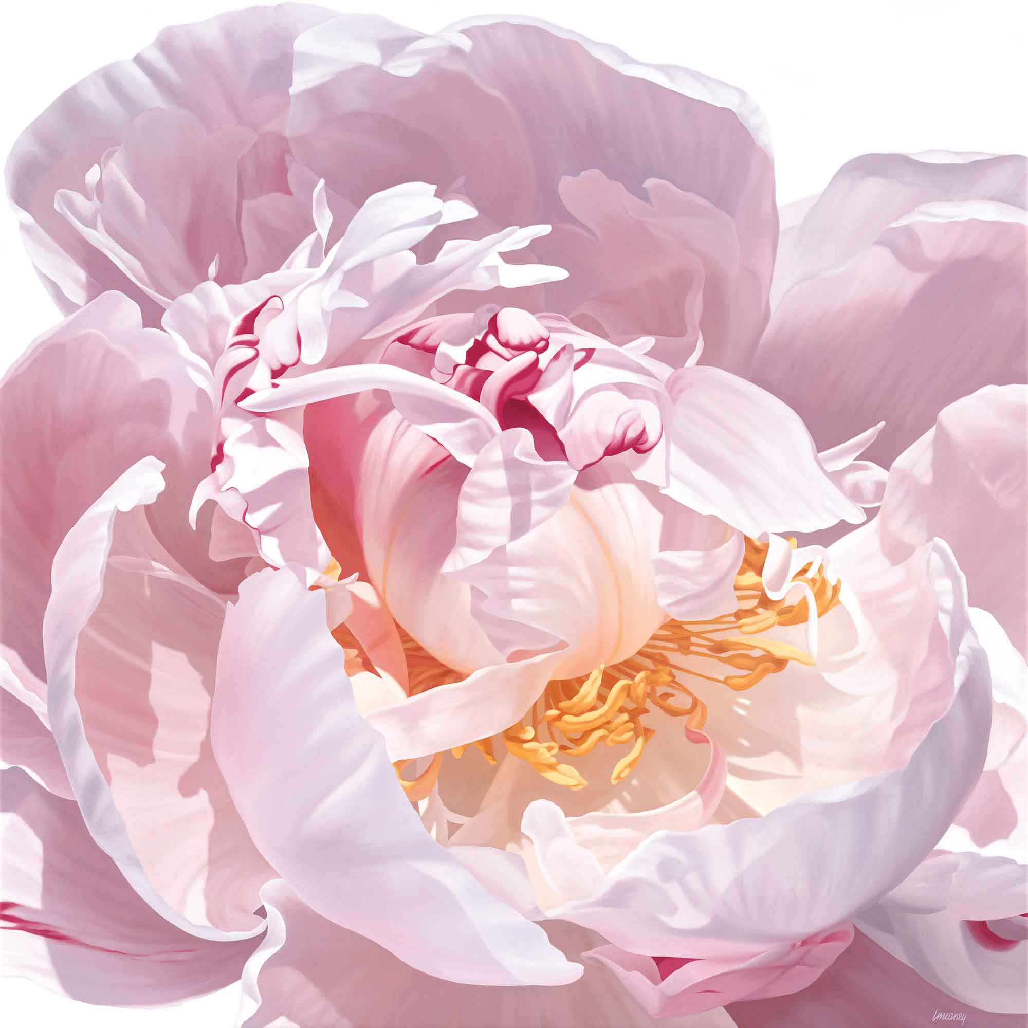 Fonteyne by Linda Alexander, Fine Art Greeting Card, Oil, Close up rose