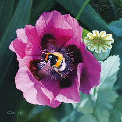 Art Greeting Card by Linda Alexander, Poppy with Bee, Oil painting, poppy and bee