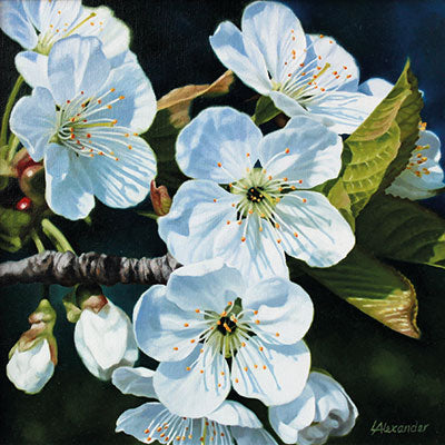 Art Greeting Card by Linda Alexander, Cherry Blossom, Oil painting, cherry blossom close up