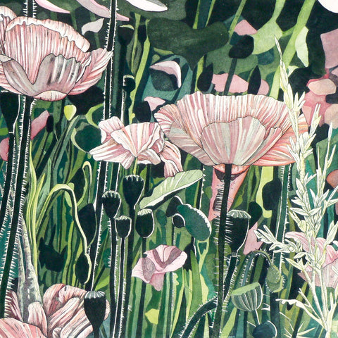 Close up of pale pink poppies in a field.