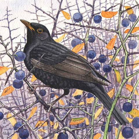 Art Greeting Card by Richard Allen, Watercolour, Blackbird in berry bush